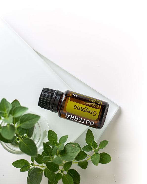 Aloe die Heilpflanze aus der Antike